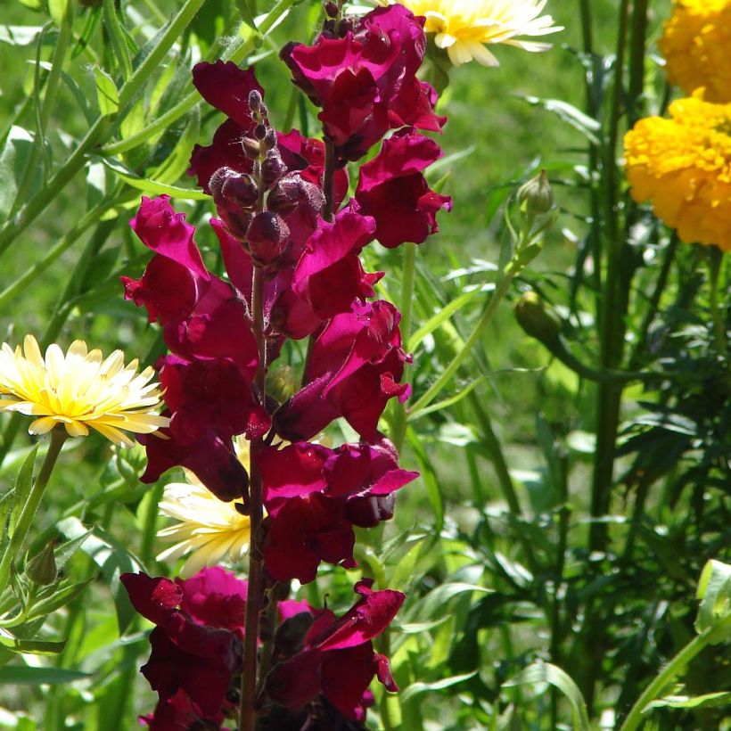 Löwenmäulchen Black Prince - Antirrhinum (Flowering)