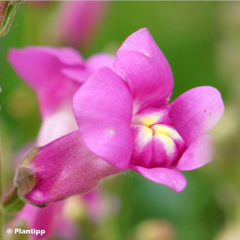 Löwenmäulchen Pretty in Pink - Antirrhinum (Flowering)