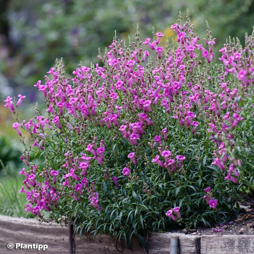 Löwenmäulchen Pretty in Pink - Antirrhinum (Plant habit)