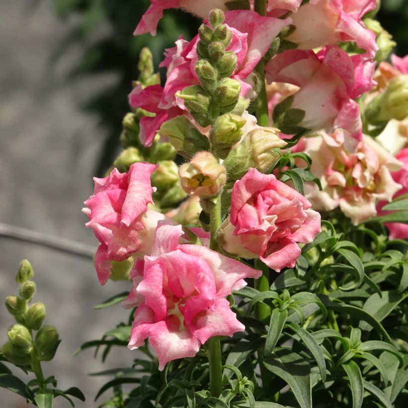 Löwenmäulchen Sweet Duet Appleblossom (Samen) - Antirrhinum (Blüte)