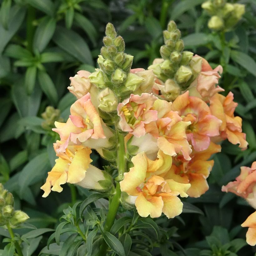 Löwenmäulchen Sweet Duet Citrus (Samen) - Antirrhinum (Wuchs)