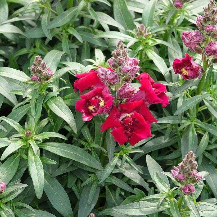 Löwenmäulchen Sweet Duet Deep Red (Samen) - Antirrhinum (Wuchs)