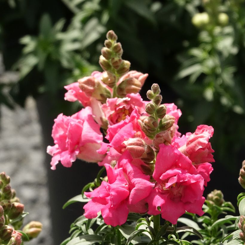 Löwenmäulchen Sweet Duet Rose Shades (Samen) - Antirrhinum majus (Blüte)