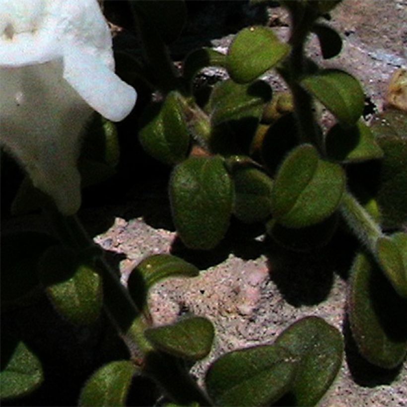 Antirrhinum molle - Löwenmäulchen (Foliage)