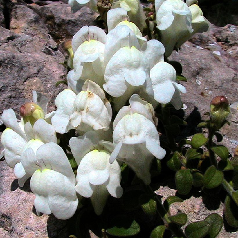 Antirrhinum molle - Löwenmäulchen (Flowering)
