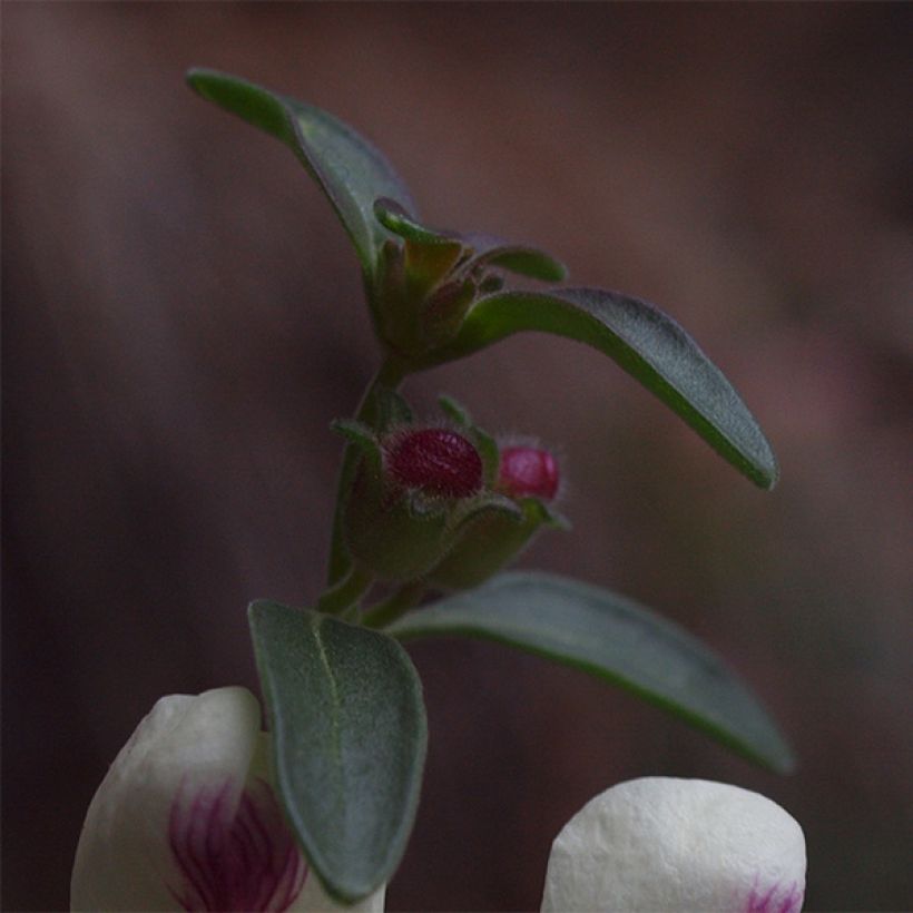 Antirrhinum sempervirens - Immergrünes Löwenmäulchen (Foliage)