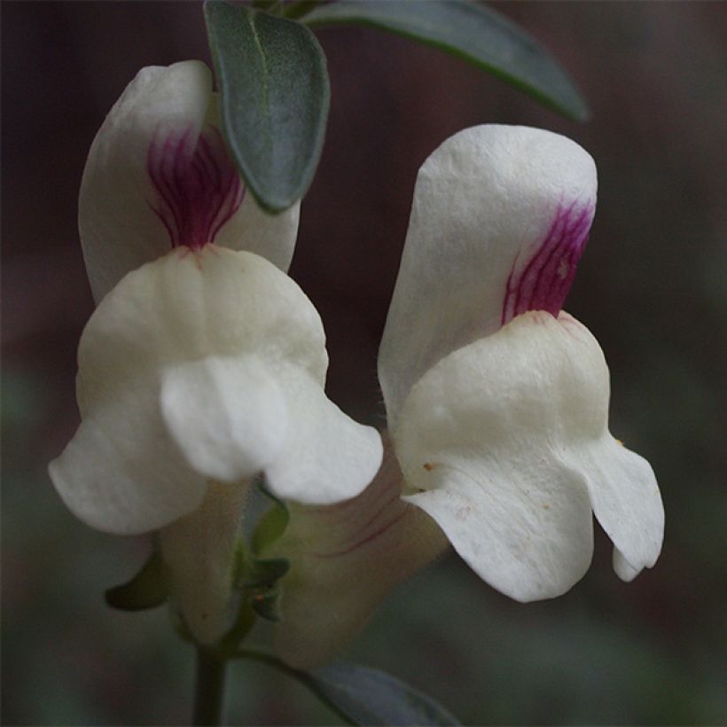 Antirrhinum sempervirens - Immergrünes Löwenmäulchen (Flowering)