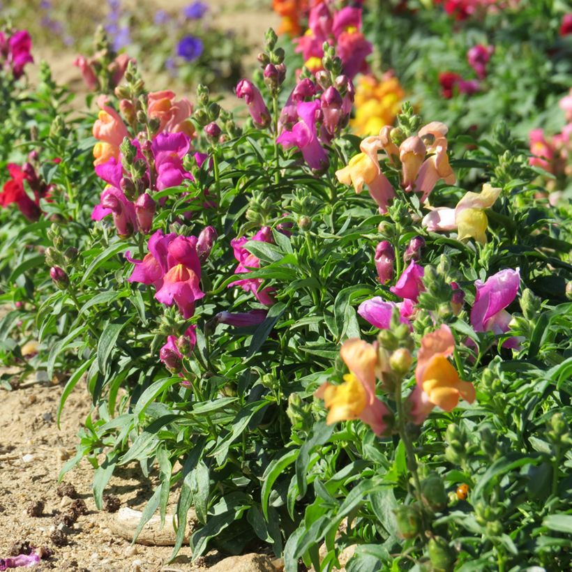 Löwenmäulchen Emerald Isles (Samen) - Antirrhinum (Plant habit)