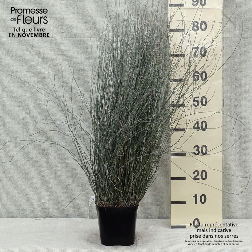 Example of Apodasmia similis Topf mit 2L/3L as you get in automne