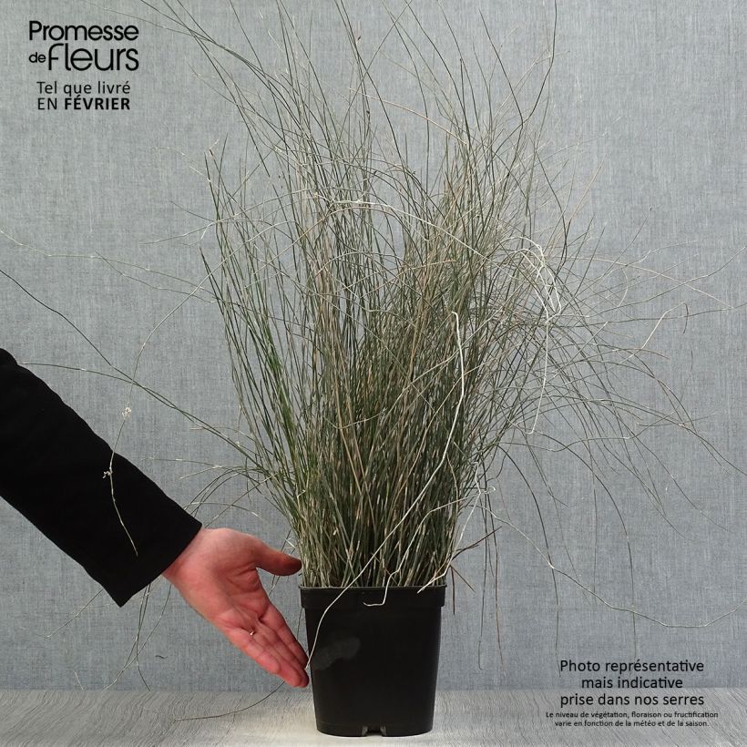 Exemplar von Apodasmia similis Topf mit 2L/3L wie im Winter geliefert