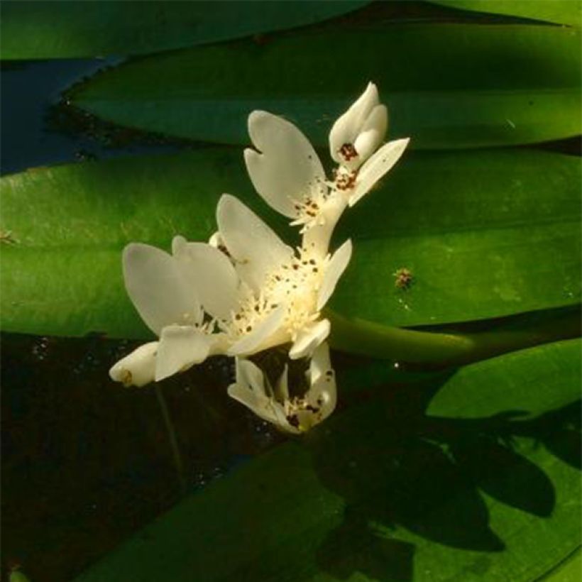 Aponogeton distachyos - Zweiährige Wasserähre (Flowering)