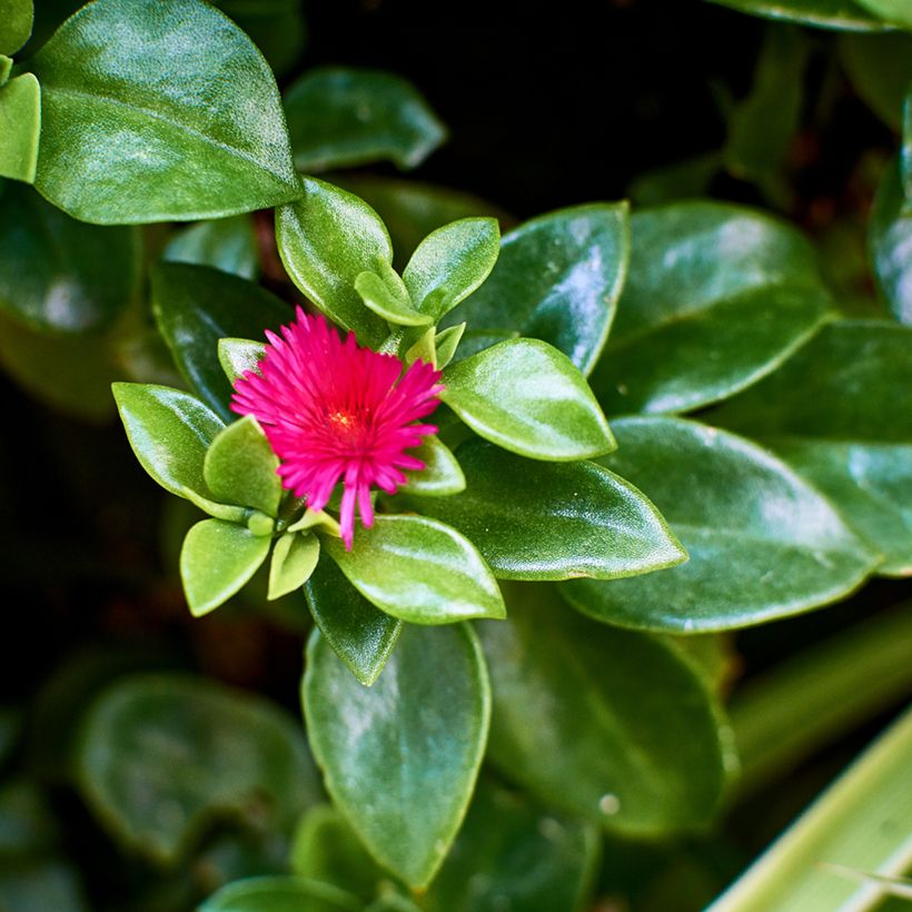 Aptenia cordifolia - Aptenie (Laub)