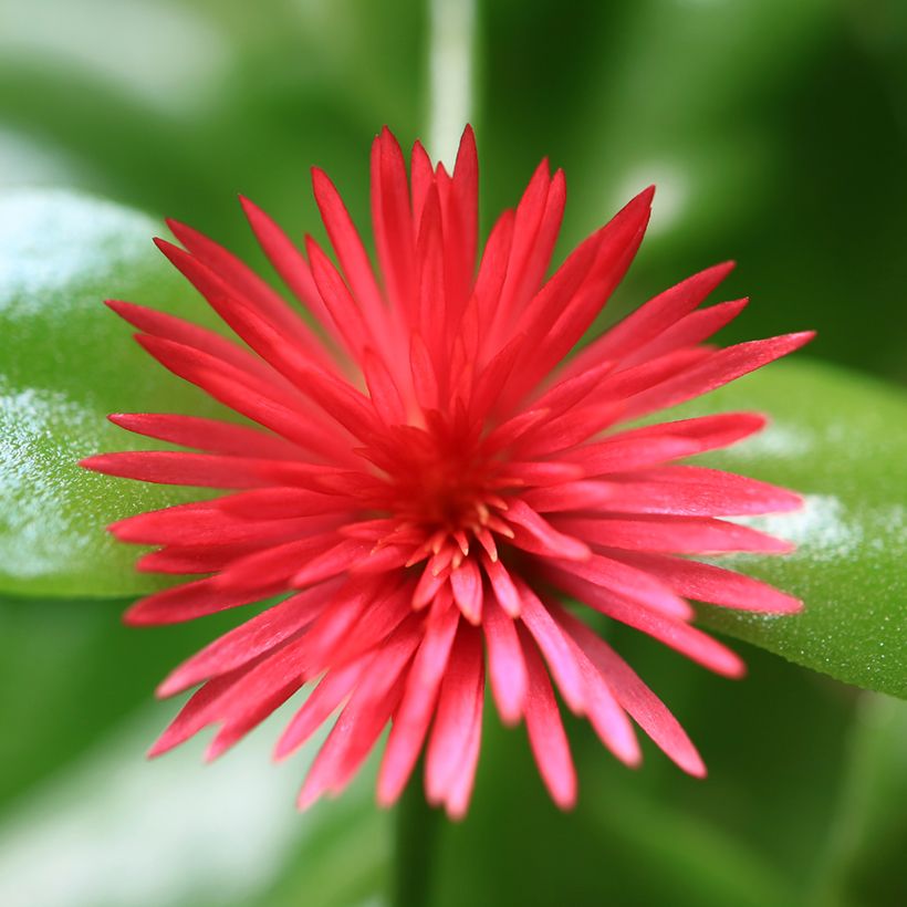 Aptenia cordifolia - Aptenie (Blüte)