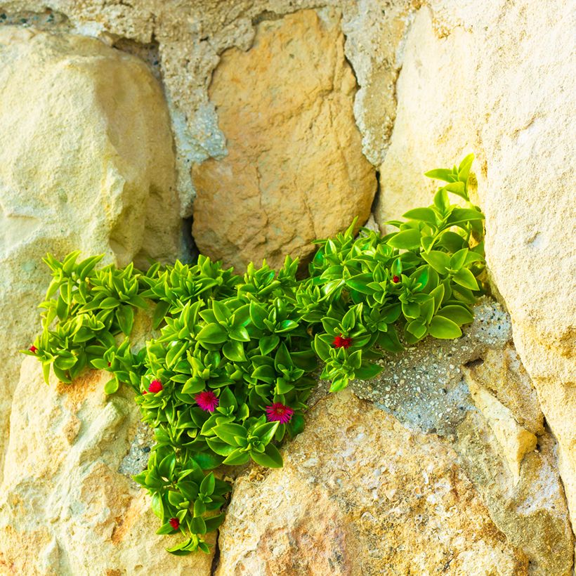 Aptenia cordifolia - Aptenie (Hafen)