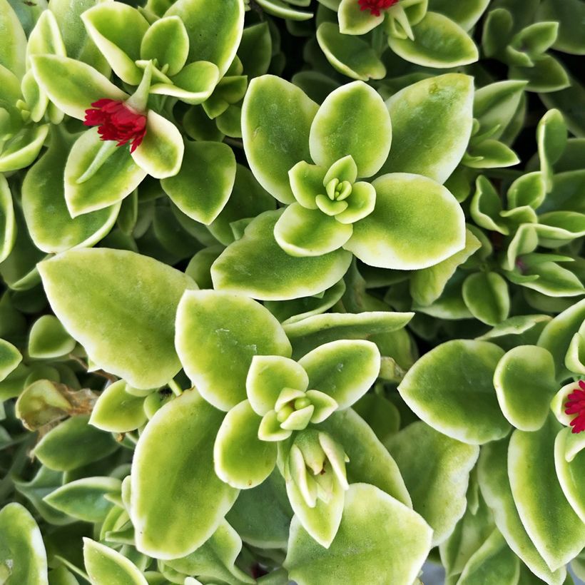 Aptenia cordifolia Variegata - Aptenie (Laub)