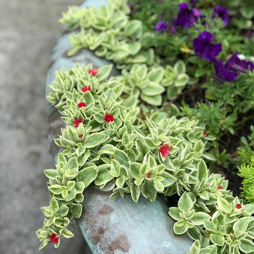 Aptenia cordifolia Variegata - Aptenie (Hafen)