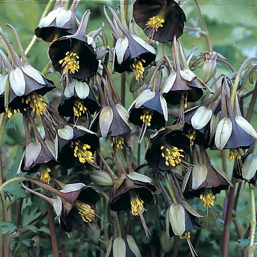 Aquilegia viridiflora Chocolate Soldier - Akelei (Flowering)