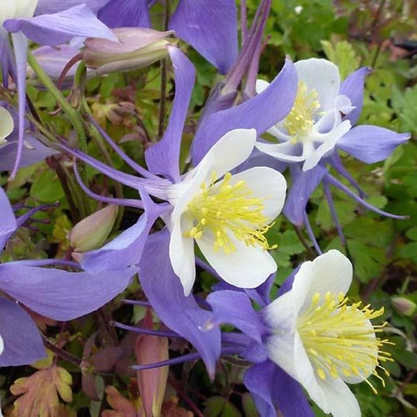 Aquilegia Mrs M. Nicholls - Garten-Akelei (Flowering)