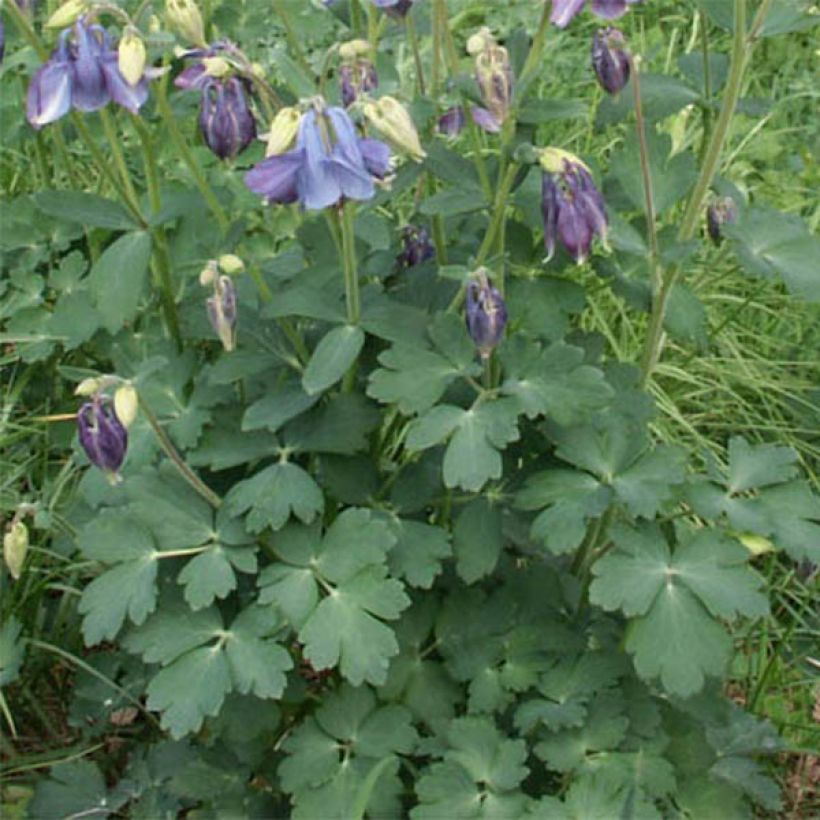 Aquilegia Songbird Series Bunting - Garten-Akelei (Foliage)