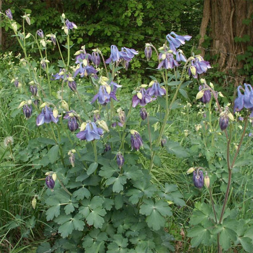 Aquilegia Songbird Series Bunting - Garten-Akelei (Plant habit)
