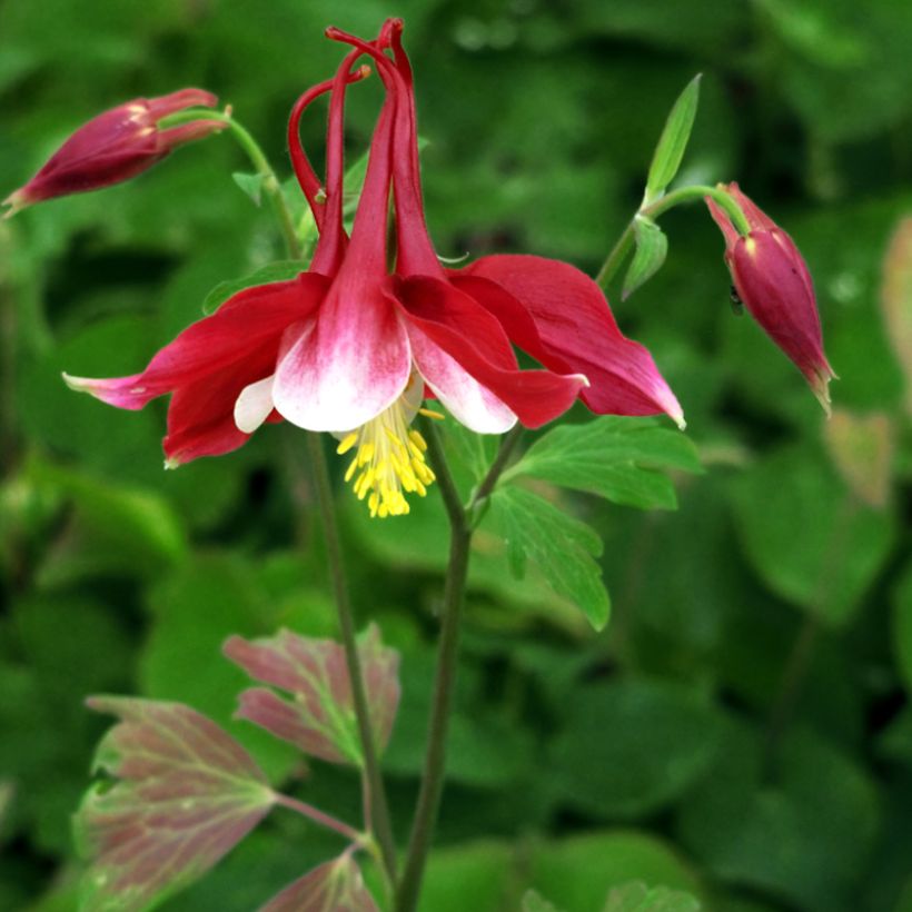 Aquilegia Songbird Series Cardinal - Garten-Akelei (Plant habit)