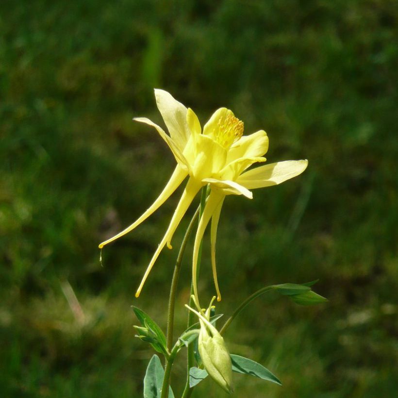 Aquilegia Songbird Series Goldfinch - Garten-Akelei (Flowering)
