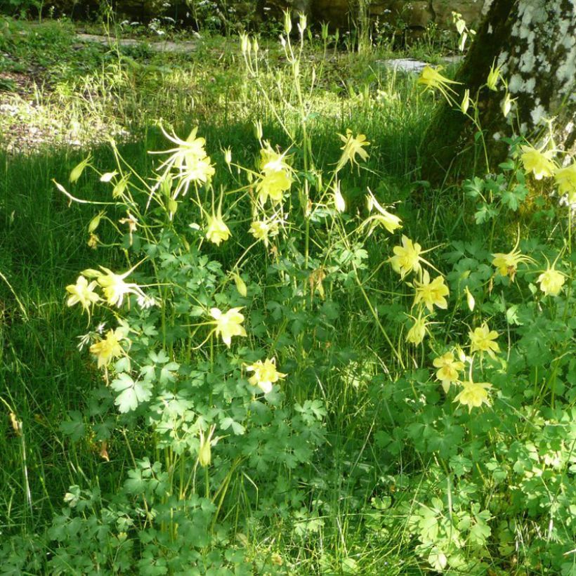 Aquilegia Songbird Series Goldfinch - Garten-Akelei (Plant habit)