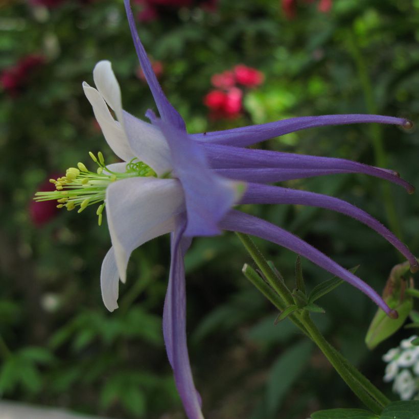 Aquilegia Songbird Series Blue Jay - Garten-Akelei (Flowering)