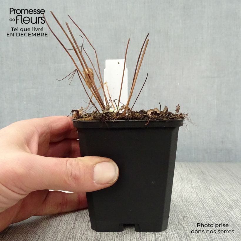 Exemplar von Aquilegia alpina - Alpen-Akelei Kleine Töpfe von 8/9 cm wie im Winter geliefert