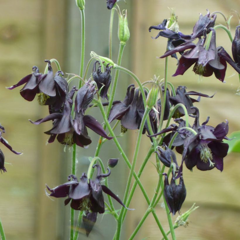 Aquilegia atrata - Schwarze Akelei (Plant habit)