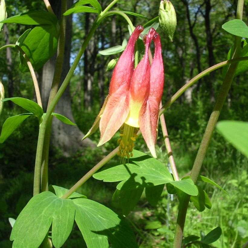 Aquilegia canadensis - Kanadische Akelei (Foliage)