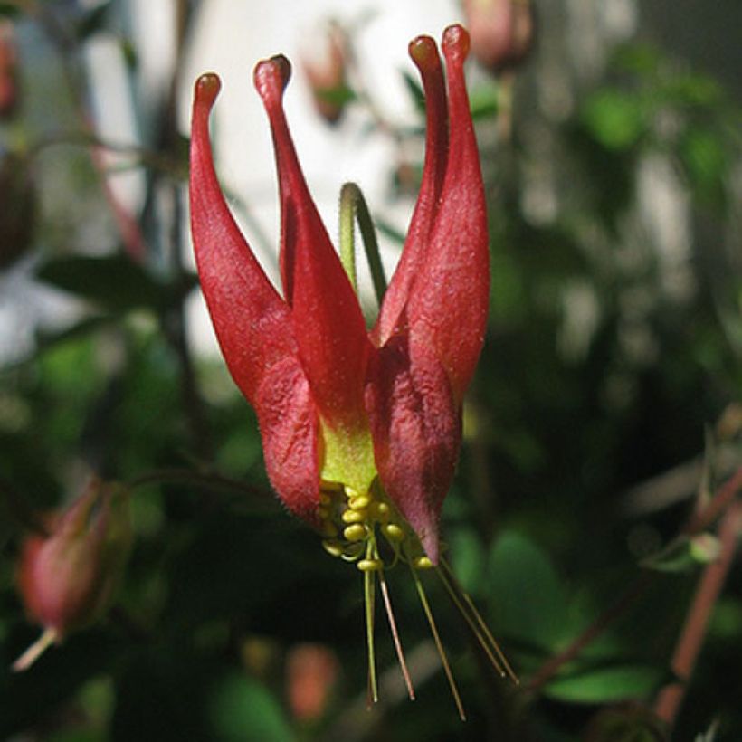 Aquilegia canadensis Little Lanterns - Kanadische Akelei (Flowering)