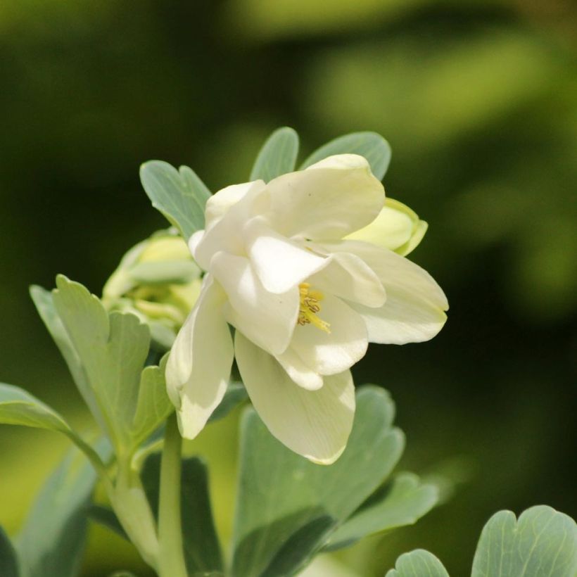Aquilegia flabellata Cameo White - Zwerg-Akelei (Flowering)