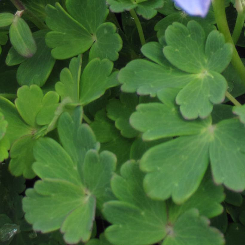 Aquilegia flabellata Ministar - Zwerg-Akelei (Foliage)