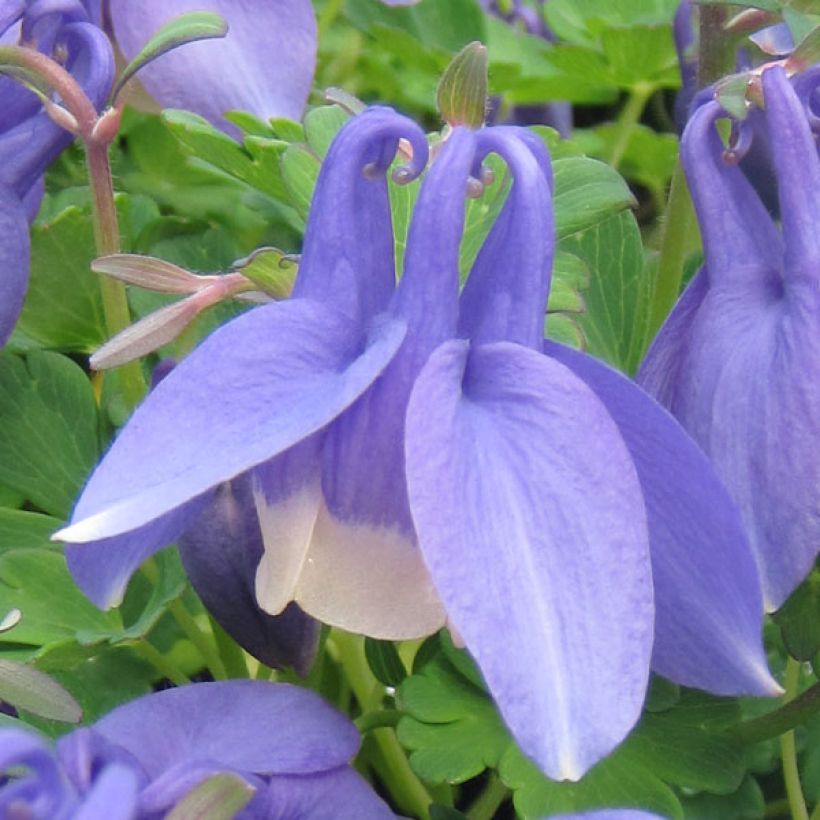 Aquilegia flabellata Ministar - Zwerg-Akelei (Flowering)