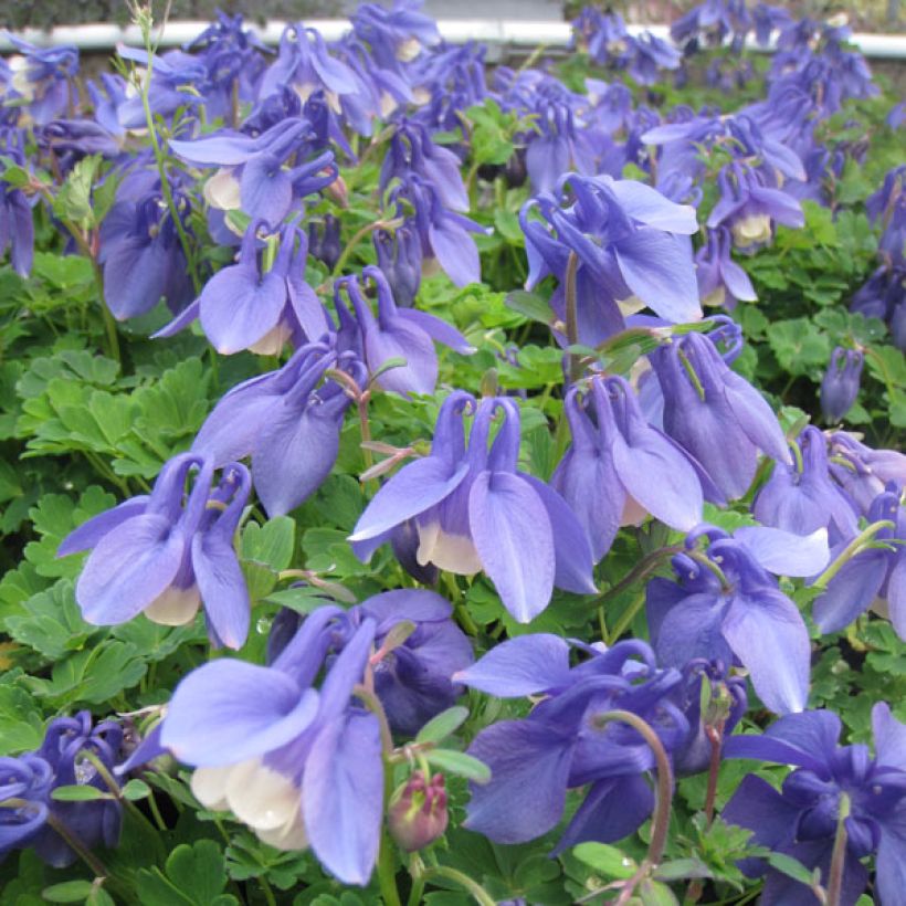 Aquilegia flabellata Ministar - Zwerg-Akelei (Plant habit)