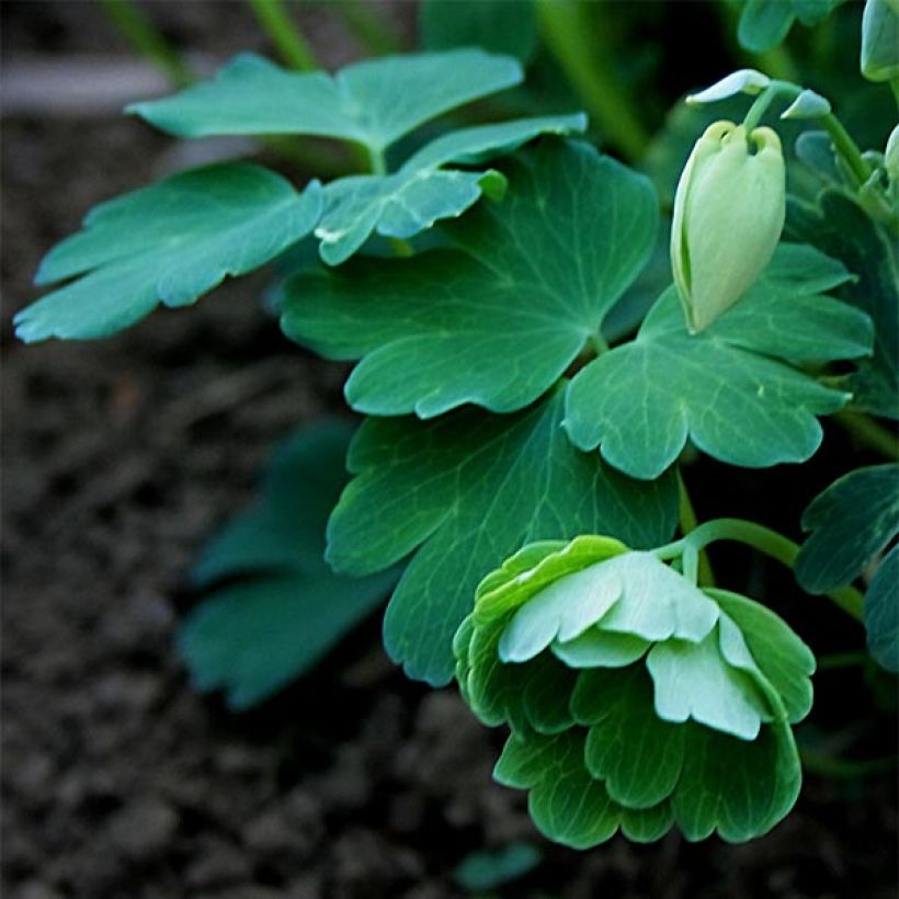 Aquilegia flabellata var. pumila alba - Zwerg-Akelei (Foliage)