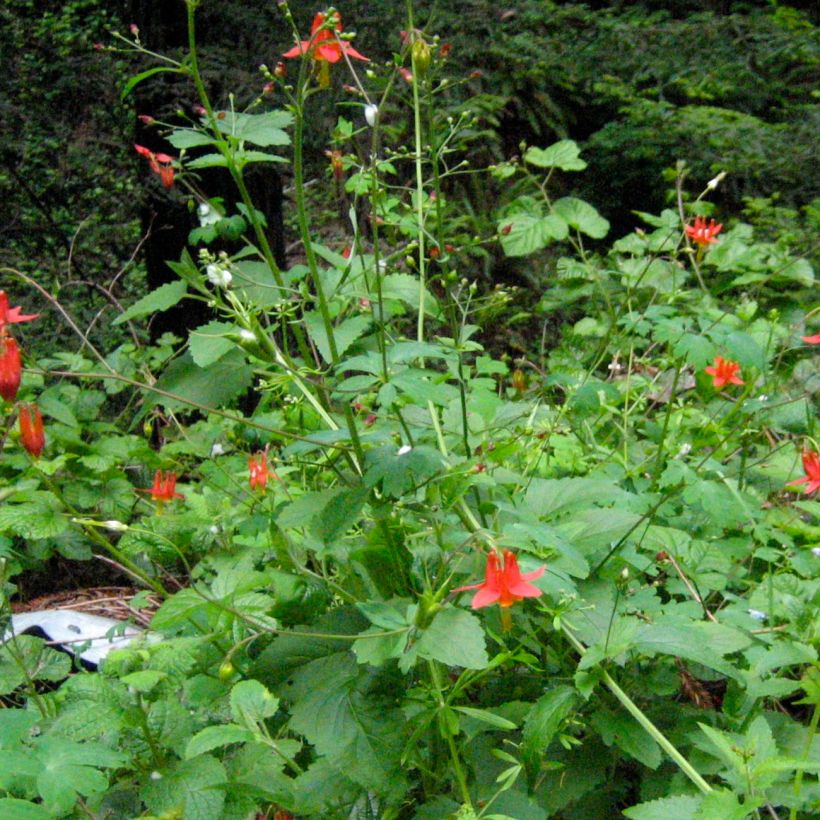 Aquilegia formosa - Schöne Akelei (Plant habit)