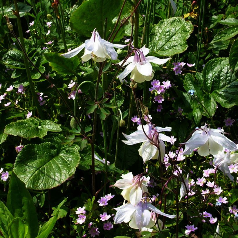 Aquilegia fragrans - Duftende Akelei (Plant habit)