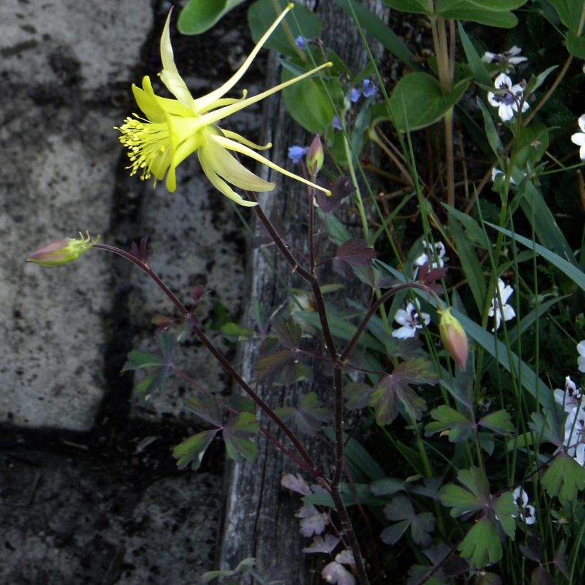Aquilegia longissima - Komet-Akelei (Plant habit)