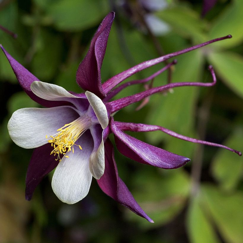 Aquilegia rockii - Tibet-Akelei (Flowering)