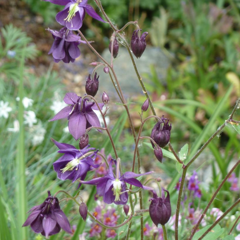 Aquilegia rockii - Tibet-Akelei (Plant habit)