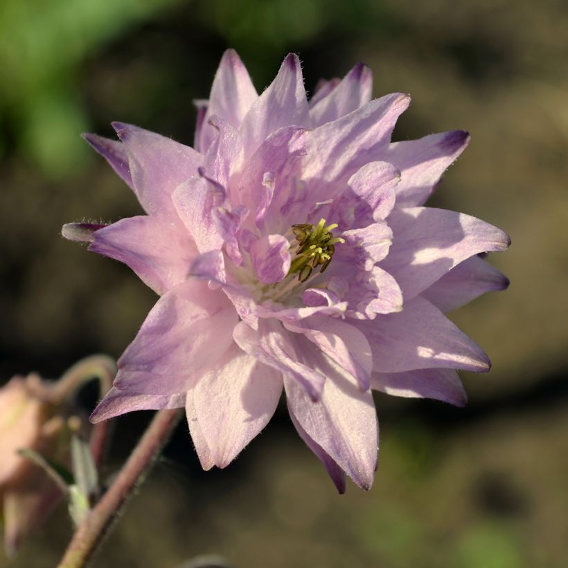 Aquilegia vulgaris var. stellata Rose Barlow - Garten-Akelei (Flowering)