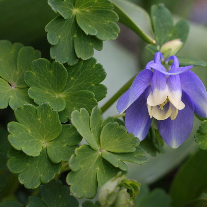 Aquilegia sibirica - Sibirische Akelei (Foliage)