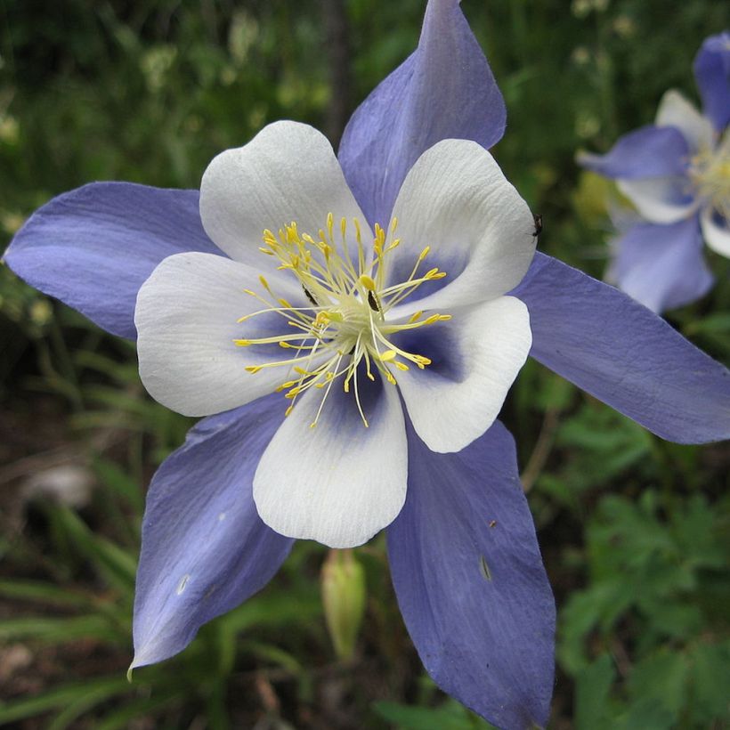 Aquilegia sibirica - Sibirische Akelei (Flowering)