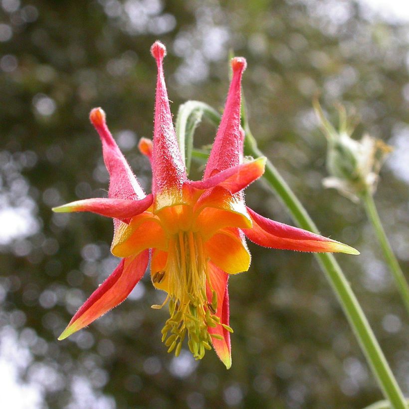 Aquilegia skinneri - Mexikanische Akelei (Flowering)