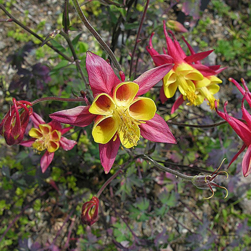 Aquilegia skinneri - Mexikanische Akelei (Plant habit)