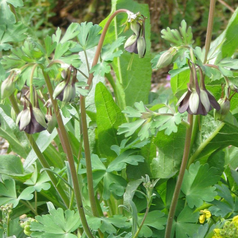 Aquilegia viridiflora - Grünblütige Akelei (Plant habit)