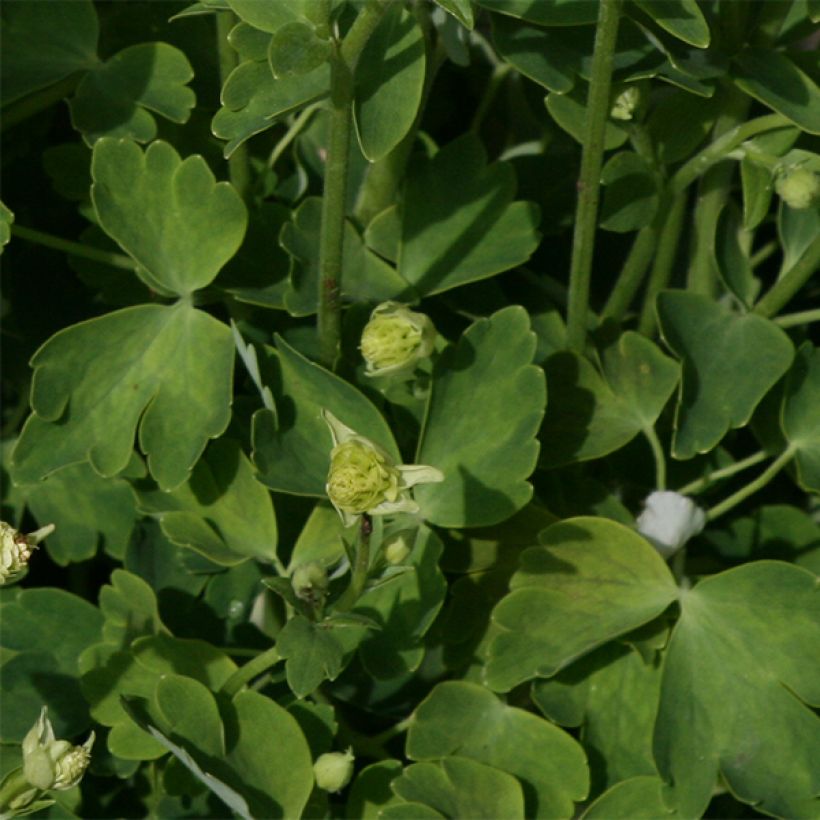 Aquilegia Winky White and White - Kurzspornige Akelei (Foliage)