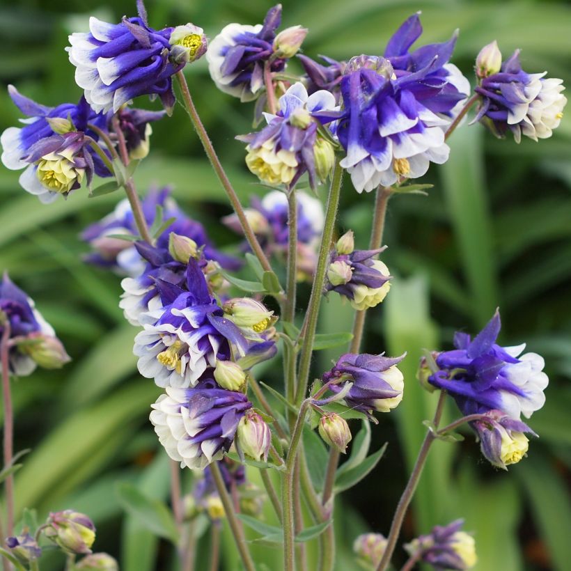 Aquilegia Winky Blue White - Kurzspornige Akelei (Plant habit)